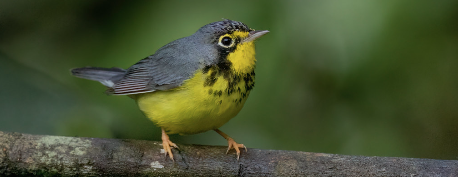 Birding and Photography Walk in the Trout Brook Valley Orchard